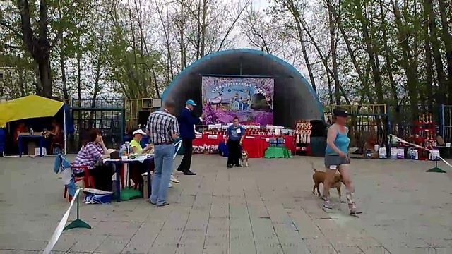 Выставка собак в городе Чита 2015 23.05.15 смотреть онлайн