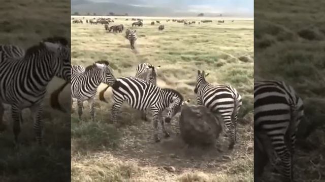 зебра в природе смотреть онлайн