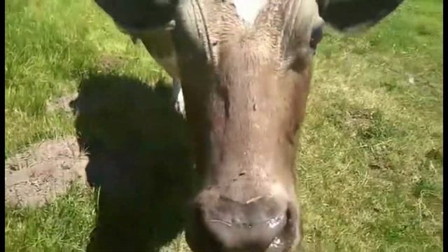 Подошла к нему корова, причесала языком - Cow's Tongue