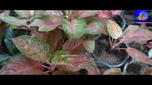 Lovely 🌾🌺AGALONEMA Plants🥀🌷 смотреть онлайн