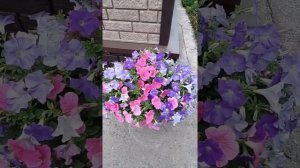 петуния Е3 Изи Вэйв - новинка 2021 (E3 Easy Wave - Sky Blue, Cosmo Pink)