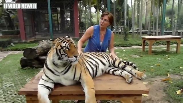 Львы, тигры и гепарды Кроме того, как обнимаются - Большие кошки Подборка! смотреть онлайн