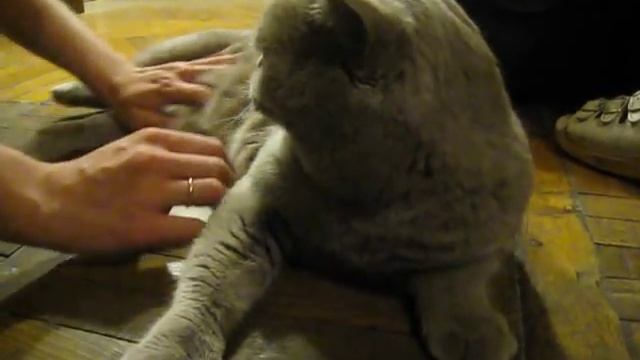 Лиловый кот-британец смотреть онлайн