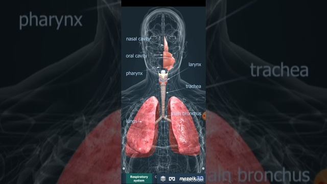 3D BIOLOGY APPS।।FEEL करोगे पढाई को ।। USE IT смотреть онлайн