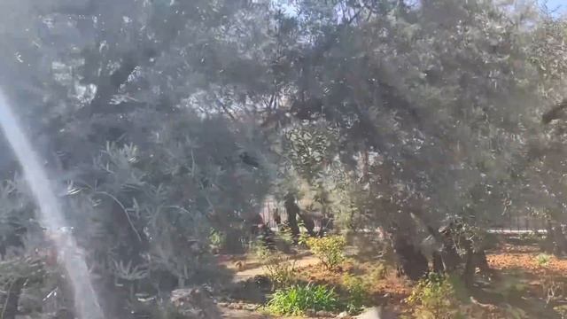 JESUS is LORD Betul Can Top 100 Biblical Places to Visit in Israel 14Garden of Gethsemane Jerusalem смотреть онлайн