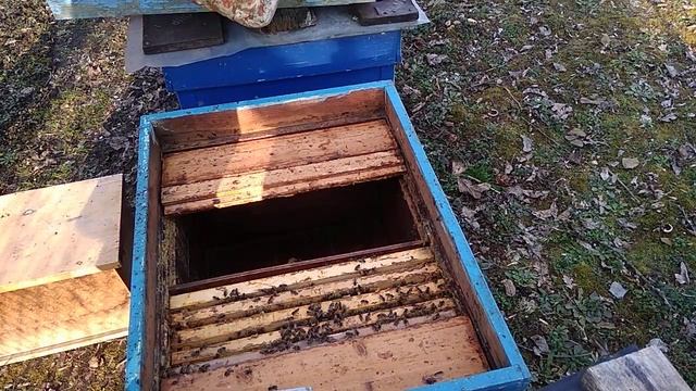 Объединение безматочной семьи с отводком