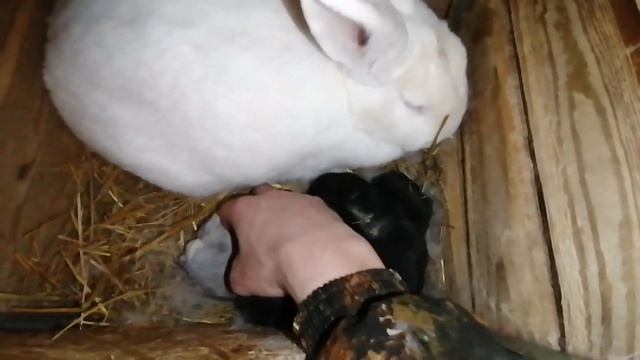 3 минуты из жизни #Серого_кролика смотреть онлайн