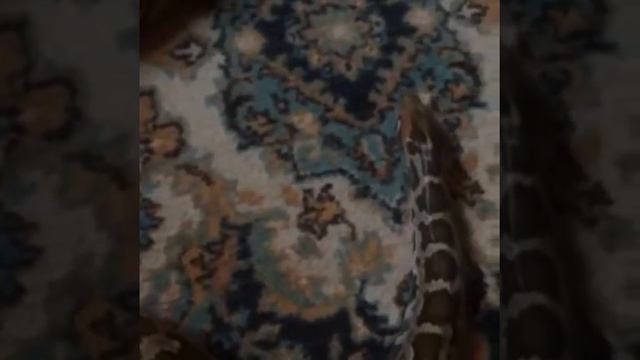 Самая длинная змея. Домашний питомец смотреть онлайн