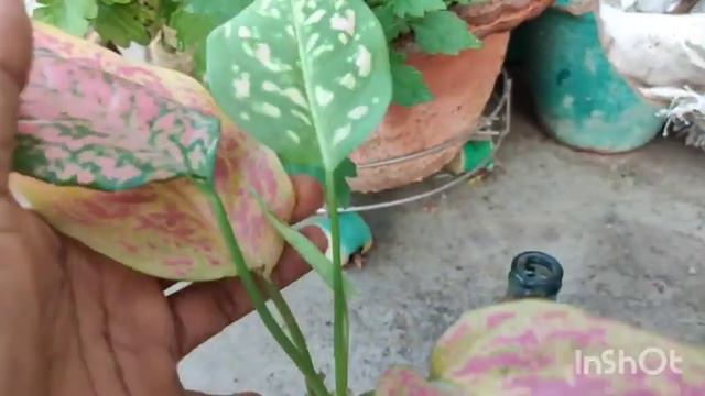 #Lipstick Aglaonema plant смотреть онлайн