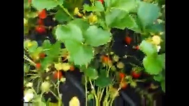 Клубника Амандин. Урожайный ремонтантный сорт. Первый урожай смотреть онлайн