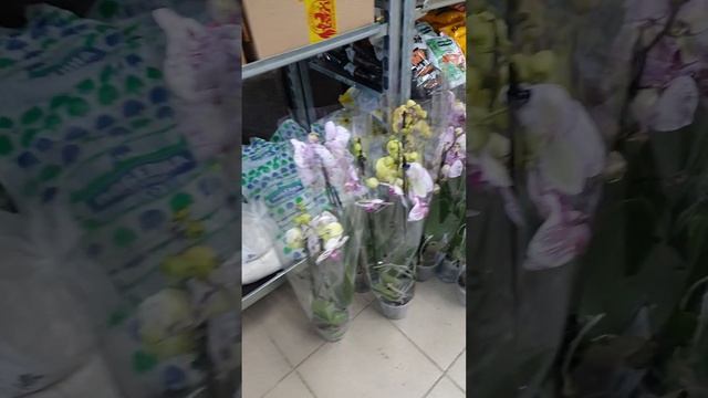 Садовый центр Росток смотреть онлайн