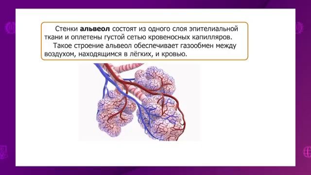 Биология. 7 класс. Органы дыхания. Строение воздухоносных путей человека, органы газообмена человек смотреть онлайн