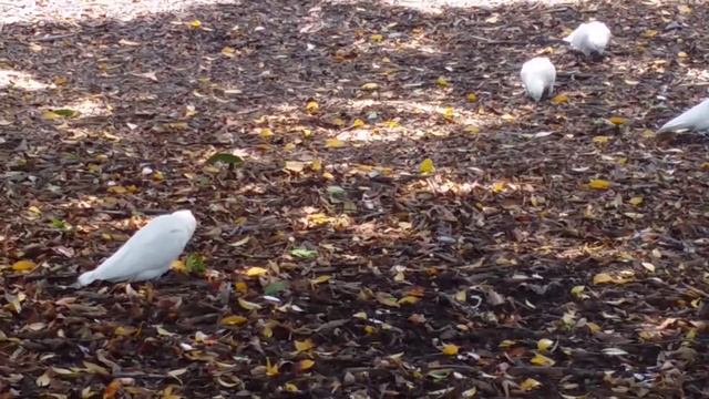 Австралия. Озеро Манго и его обитатели. Lake Mango (Australia) смотреть онлайн