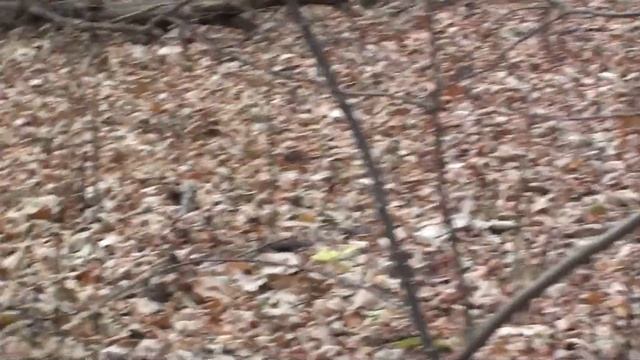 На панской пасеке, без грибов но не без находок. смотреть онлайн