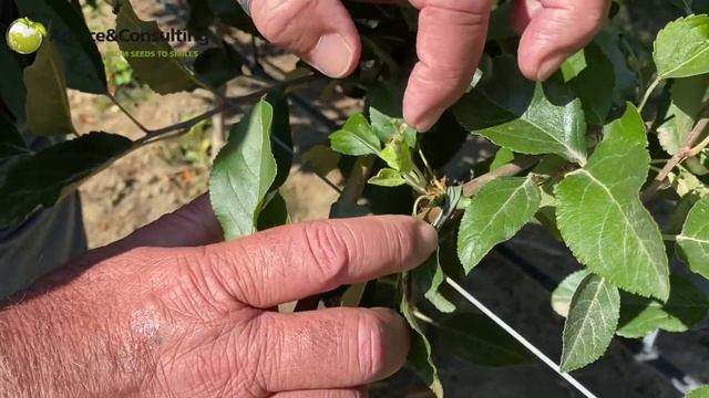 Нужные работы после сбора урожая яблони смотреть онлайн