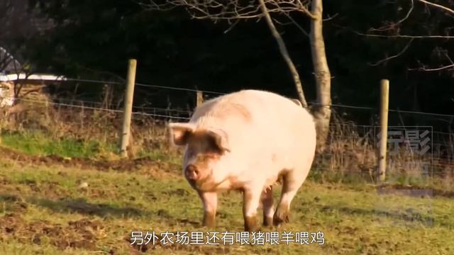 世界上最開放的監獄，沒獄警沒手銬，囚犯還可自由出入，愛爾蘭謝爾頓修道院，Shelton Abbey，Ireland，The most open prison in the world смотреть онлайн