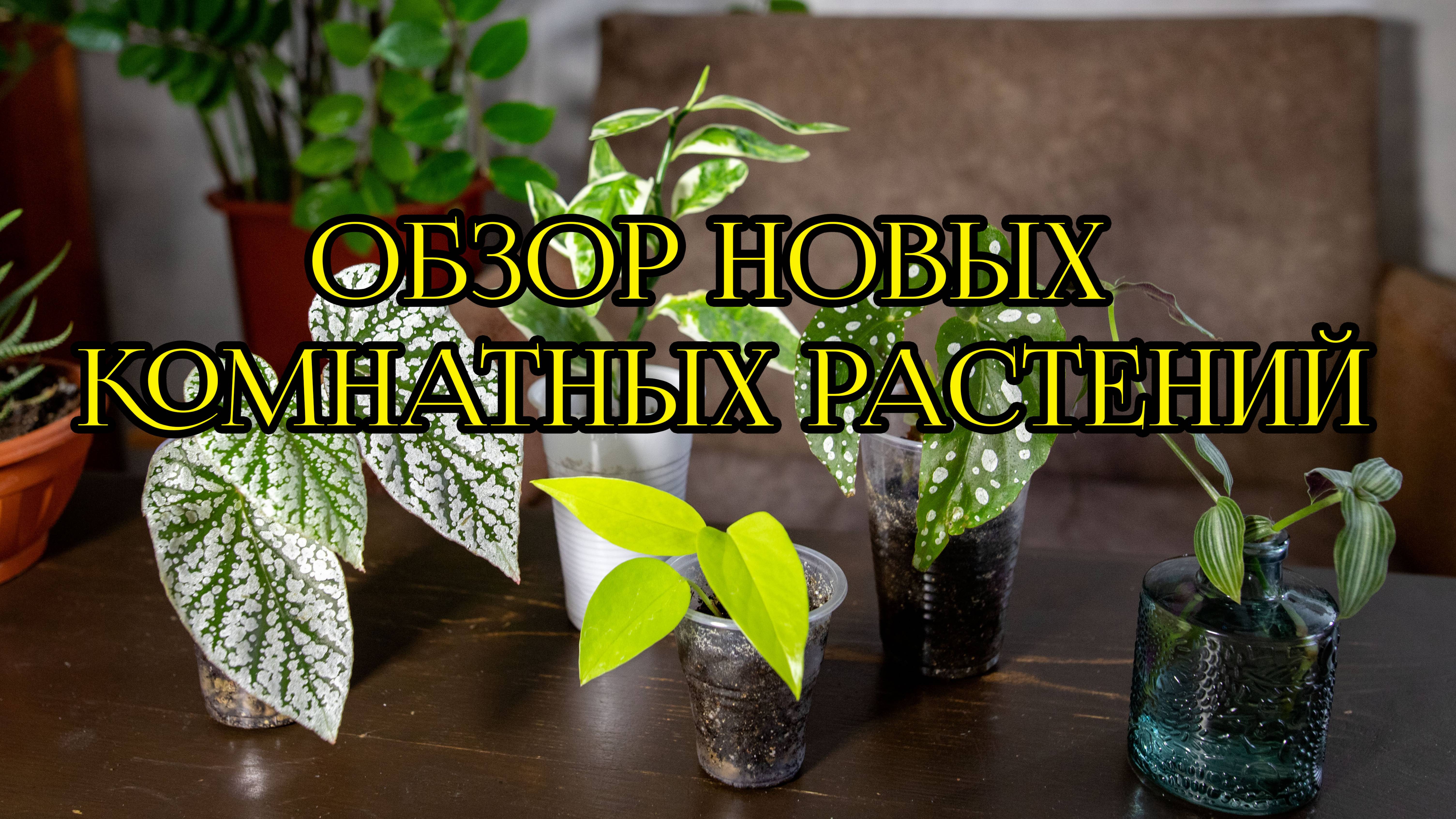 Распаковка растений из Саратова смотреть онлайн