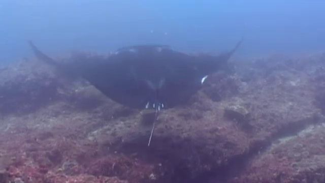 Manta (Manta Birostris) Swimming Through Colourful Shoal - Mozambique