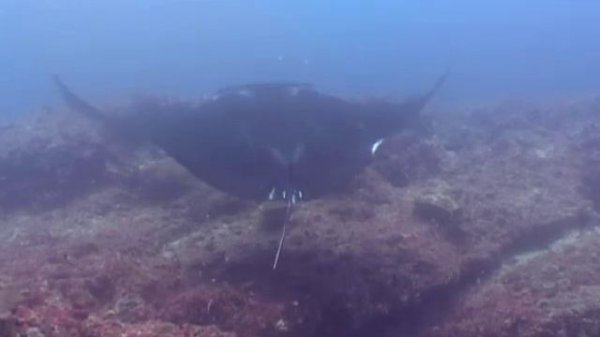 Manta (Manta birostris) swimming through colourful shoal - Mozambique