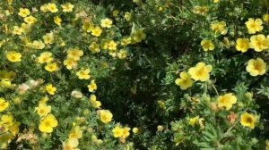 Что такое курильский чай?