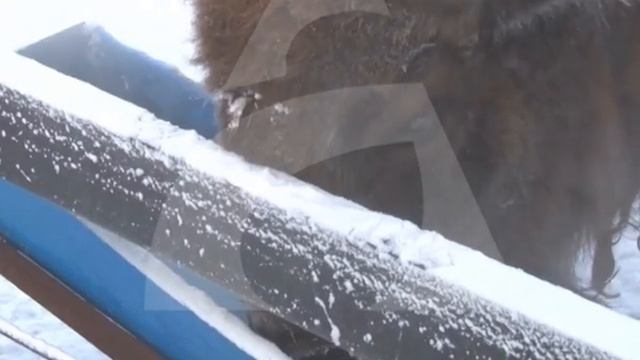 От холода страдают животные смотреть онлайн