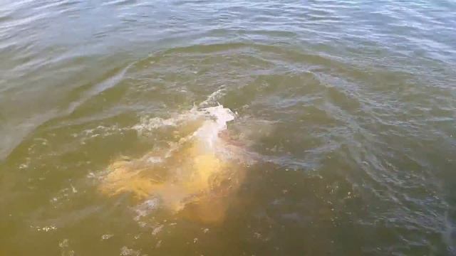 Маша ныряет на истринском водохранилище 5 августа 2016 года смотреть онлайн