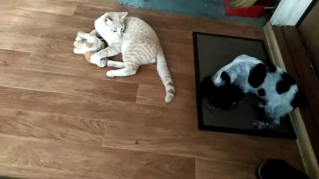 Русский спаниель Чара на даче с котом. смотреть онлайн