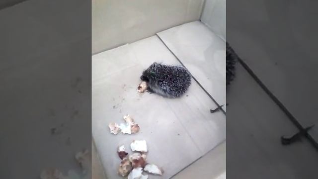 смотреть ежик в тумане. Кушаем гриб смотреть онлайн
