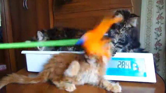 Туз, Эльди и Эля / питомник ЛИРИКУМ смотреть онлайн