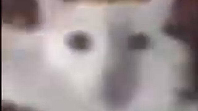 танец кота смотреть онлайн