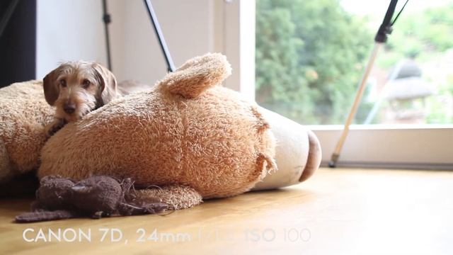 DSLR Video Test - Canon 1DC, 1D Mark IV, 5D Mark II, 7D, Leica M, Nikon D800E