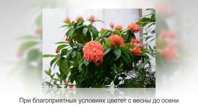 ИКСОРА, цветущее лекарственное растение | Уход в домашних условиях смотреть онлайн