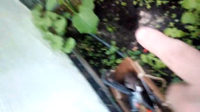 Дыры на грядке в теплице. Какой то вредитель выкапывает растения. смотреть онлайн