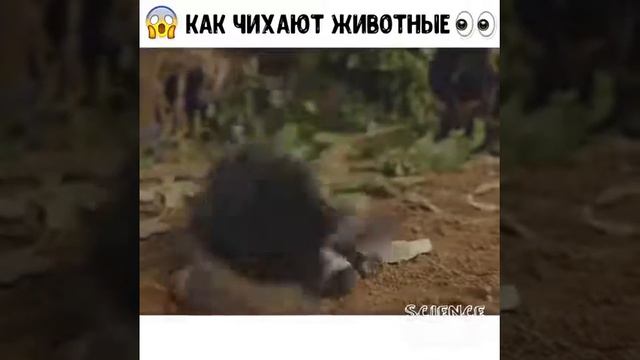 Как чихают животные😆😆😆😆 смотреть онлайн