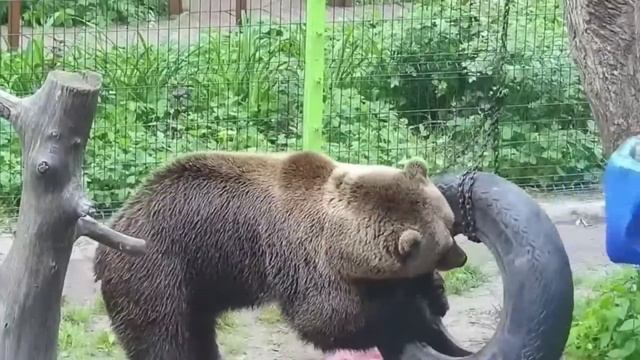 Танец на задних лапах, прыг-скок и баловство ?? Медведь Мансур смотреть онлайн