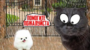 Кошки СПАСЛИ Маленького ЩЕНКА