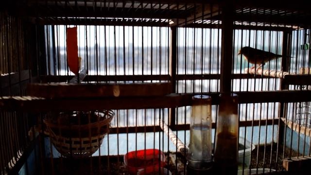 ЗЯБЛИКИ смотреть онлайн