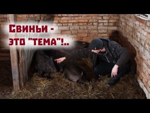 Подводим итоги нашего эксперимента. Этих свиней держать выгодно! Центнер живого веса!..