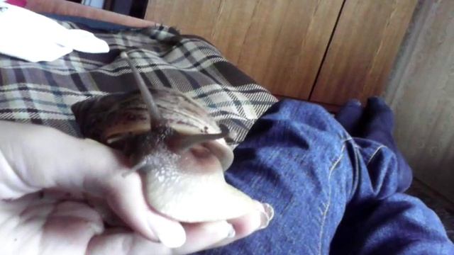 Очень милая улитка Гэри