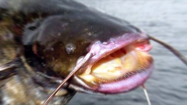 Вред и польза в одной рыбе: почему МЯСО СОМА лучше не есть? смотреть онлайн