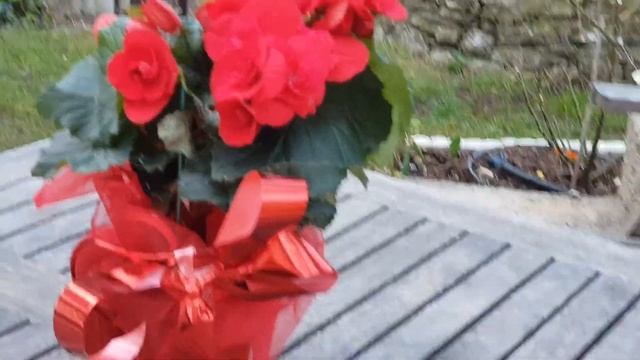 С Праздником, дорогие девочки! Цветочное поздравление от Прованс-Аллочки. смотреть онлайн