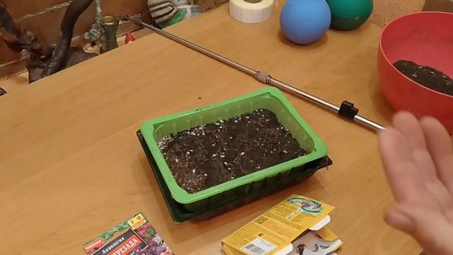 АКВИЛЕГИЯ . ПОСЕВ СЕМЯН НА РАССАДУ. КАК ВЫРАСТИТЬ АКВИЛЕГИЮ? смотреть онлайн