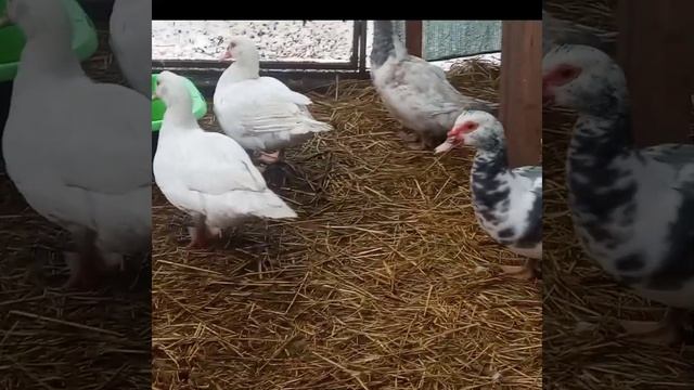 Индоутка Путешественница стала нестись#индоутка#зима #содержание#яйца