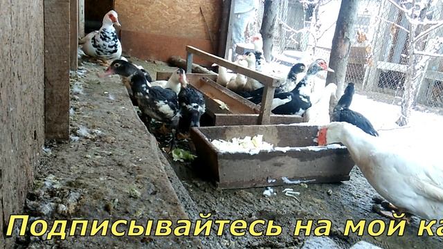 Кормление кур Зимой смотреть онлайн