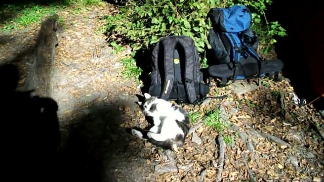 кот живущий в лесу смотреть онлайн