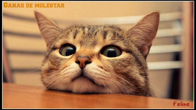 FELINE - GANAS DE MOLESTAR смотреть онлайн