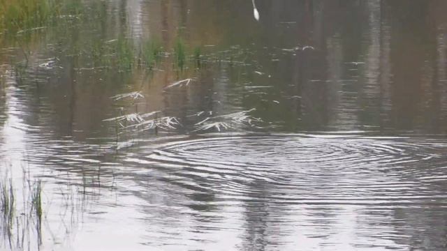 Карелия, река Писта, ловля хариуса на бомбарду смотреть онлайн