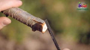 СУПЕР МЕТОД ПРИВИВКИ ЧЕРЕШНИ! РАЗНЫЕ СОРТА НА ОДНОМ ДЕРЕВЕ!