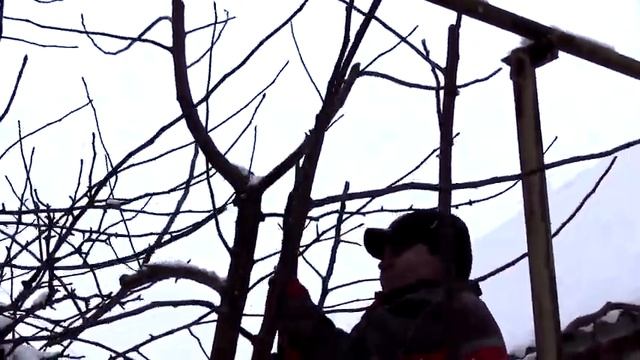Зимняя обрезка яблони, продолжаем снижать крону смотреть онлайн