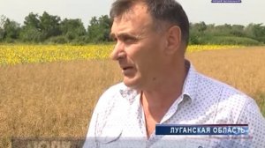 Сбор урожая горчицы с полей